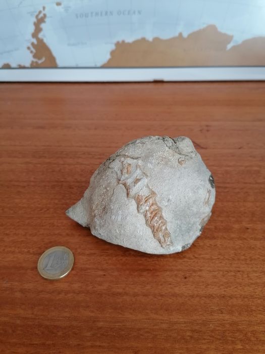 Venda de fóssil marinho