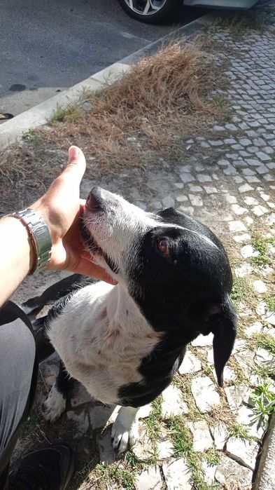 Pacífico muito fofo e abandonado