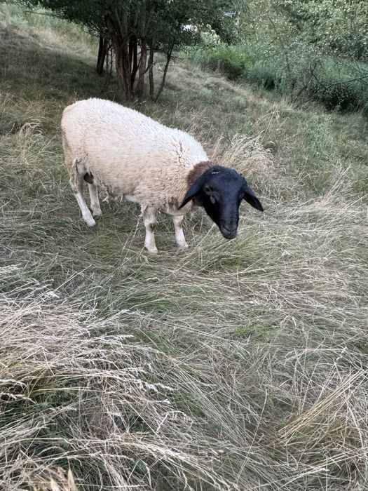 Продам баранів Дорпер