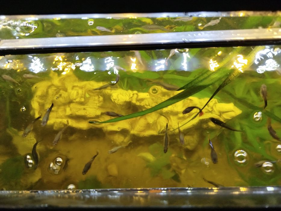 Tenho muitos guppies para vender