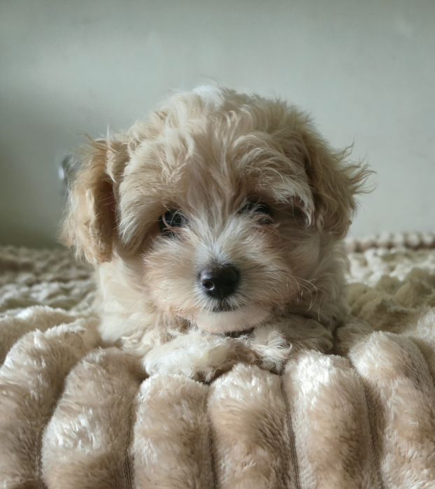 Cudowna  maltipoo F1  dziewczynka