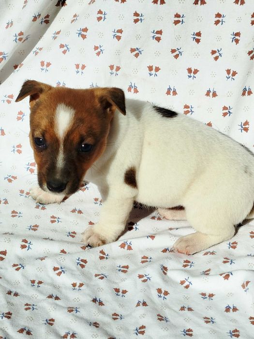 Jack Russell Terrier suka tel.5.7.5.3.0.2.0.3.9.