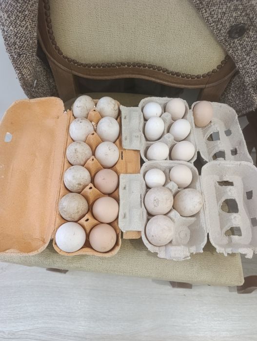 Vendo ovos de sedosas do Japão