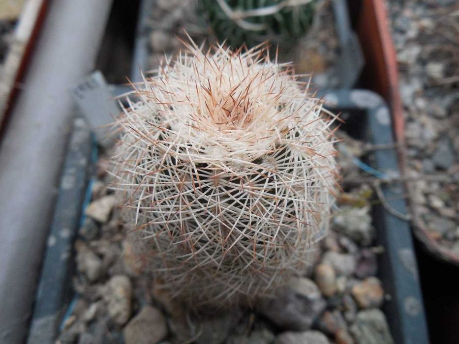 Echinocereus canus (russanthus – v. neocapillus) – Solitario