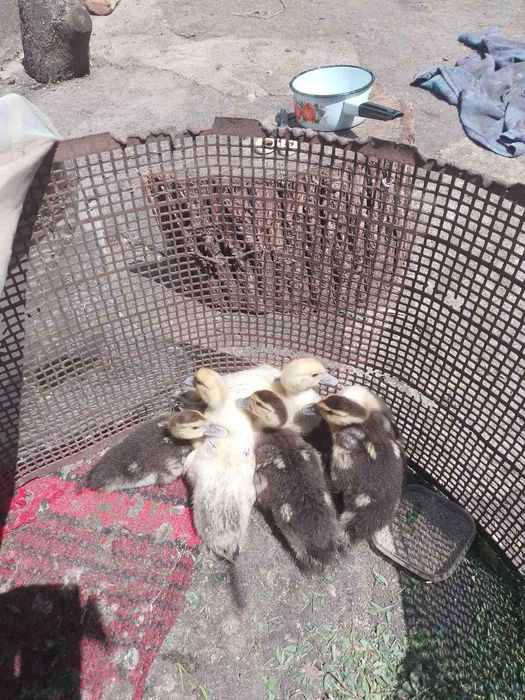 Каченята шипунів