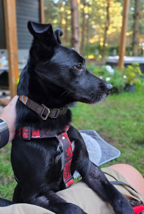 Kacper w poszukiwaniu domu na zawsze