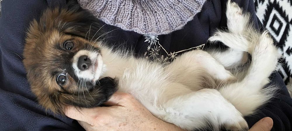 szczeniak PHALENE, piękny sobolowy piesek (nie papillon) ZKwP / FCI