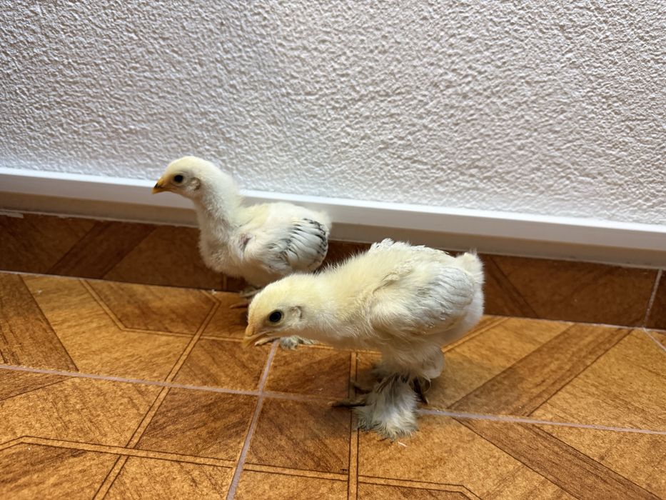 Galinhas Sedosas, Brahamas, Rhode Island red