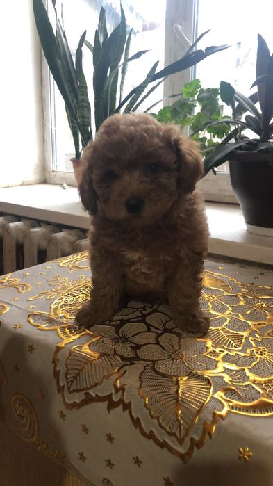 Неймовірні той пуделята