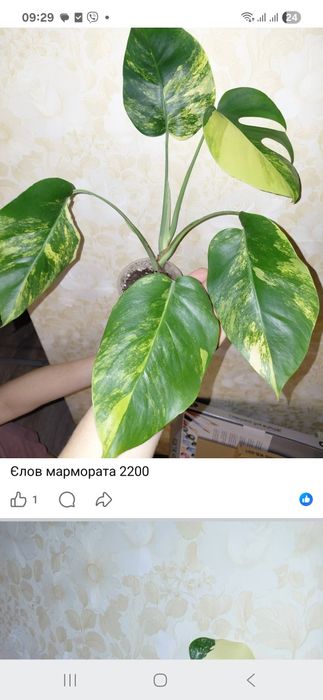 Монстера єлов мармората