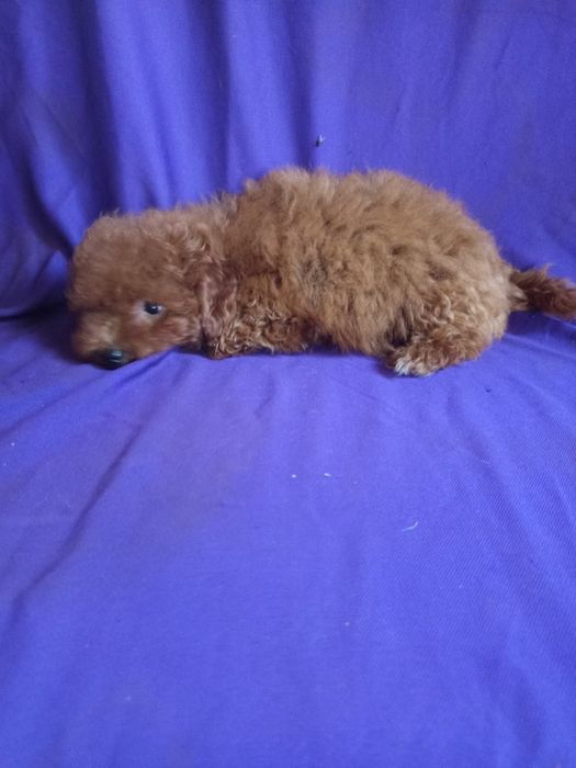 Цуценя ред Браун породне від маленьких батьків