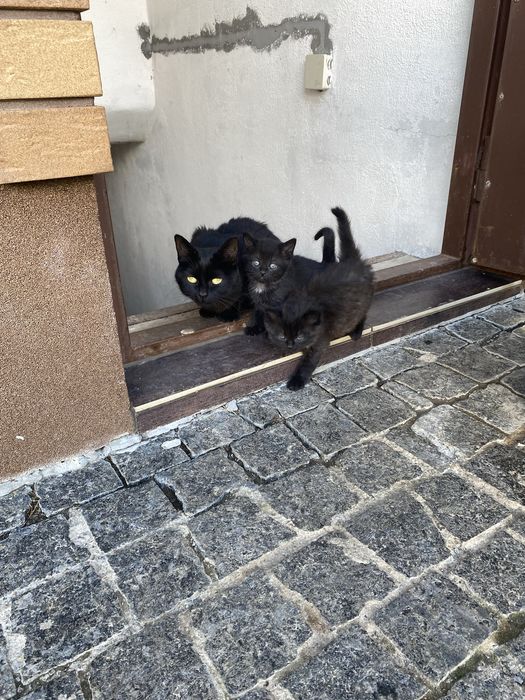 Котенята чорні в добрі руки