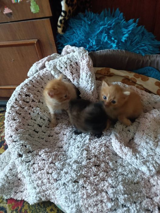 Отдам кошенят в хорошие руки