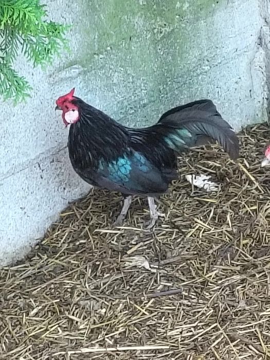 Bantamka , kury koguty , kurczęta i dorosłe Wyandotte Kochin