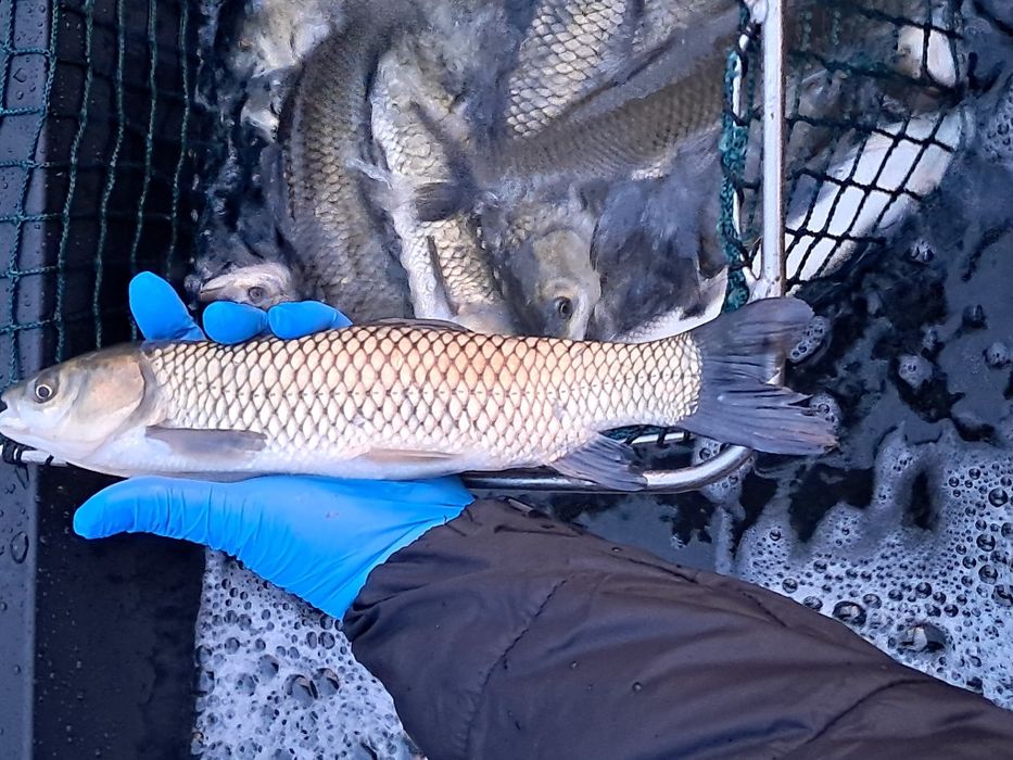 Amur kroczek narybek 15-20cm karp, lin
