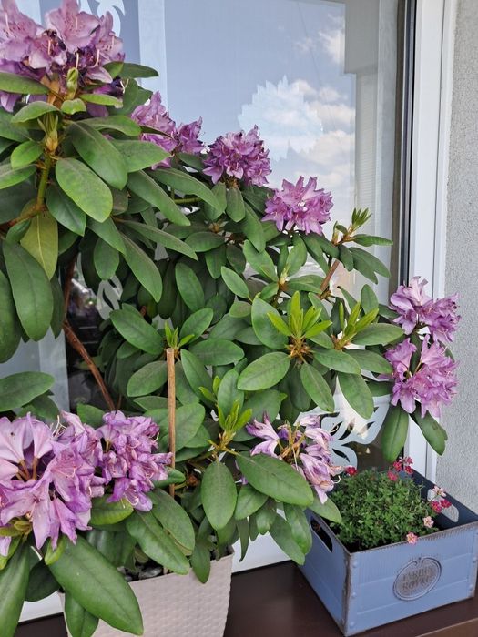 Rododendron rózanecznik  90 cm