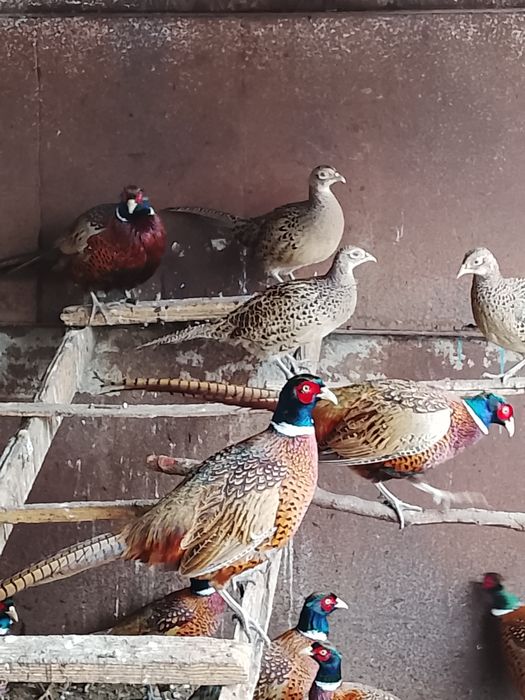 Фазани мисливські продам