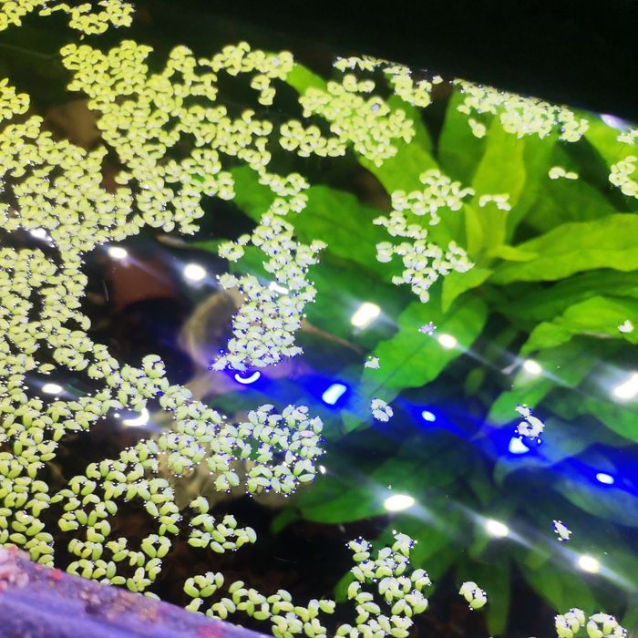 Lemna Minor ( planta flutuante)