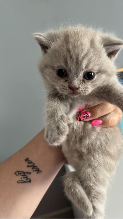 Kot brytyjski liliowy okazja