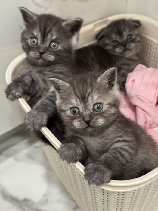 Новорічні шотландці