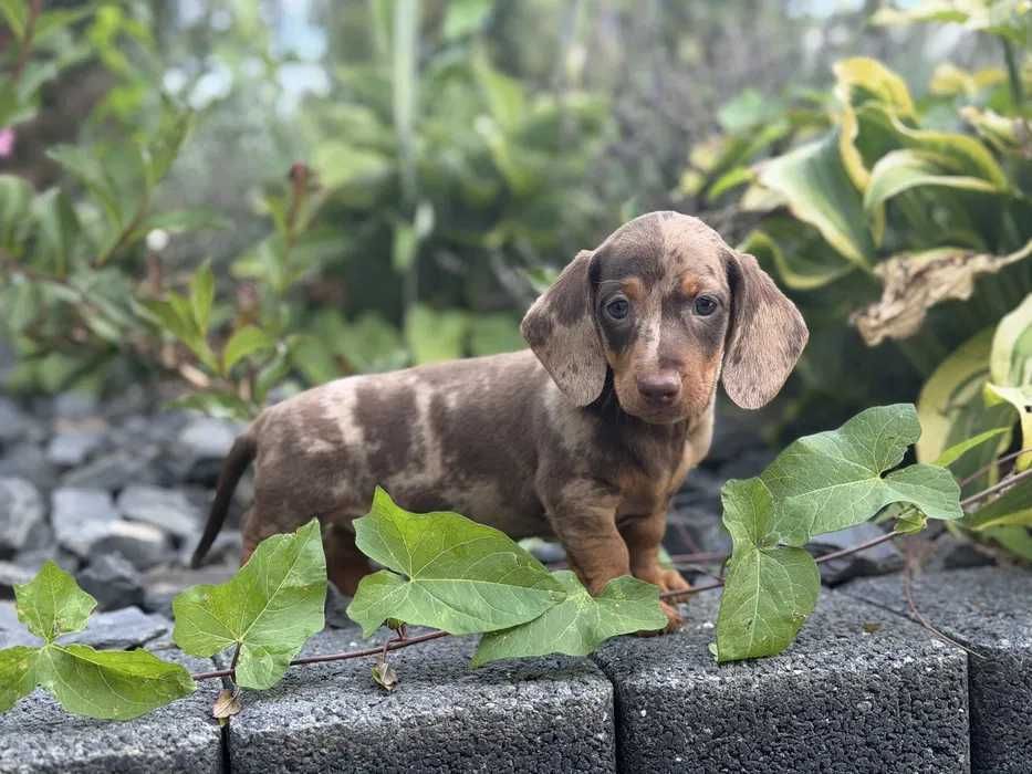 Teckel chocolate merle