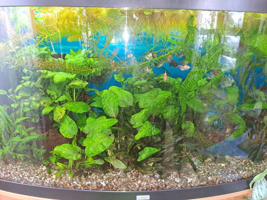 Рослини для акваріума