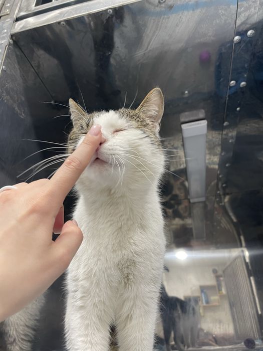 Котик шукає родину