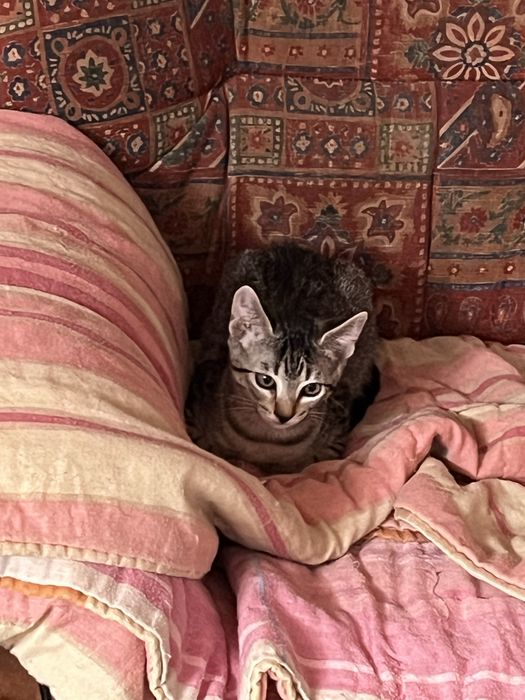 Gatinhos  bebes, siames