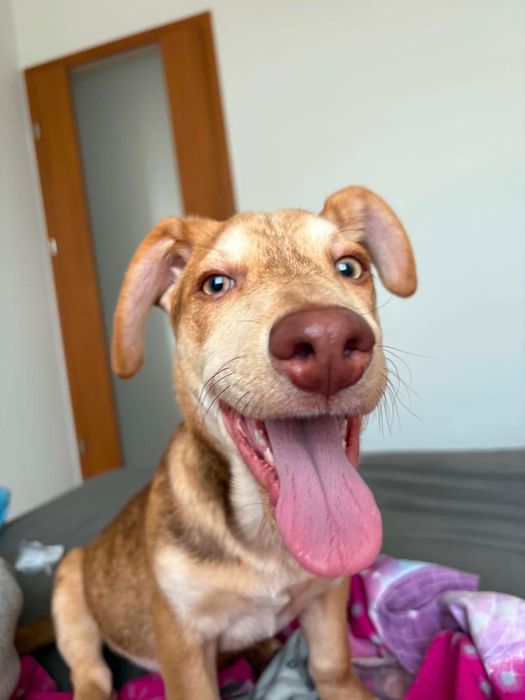 Szczeniak 8 miesięcy szuka domu! Tadzik do adopcji!