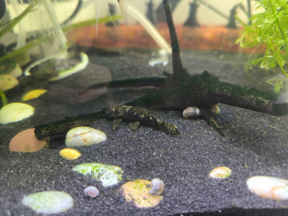 Ancistrus limpa vidros 4 cm água quente