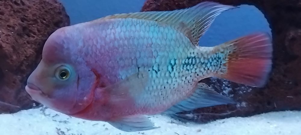 Peixe muito bonito e saudável