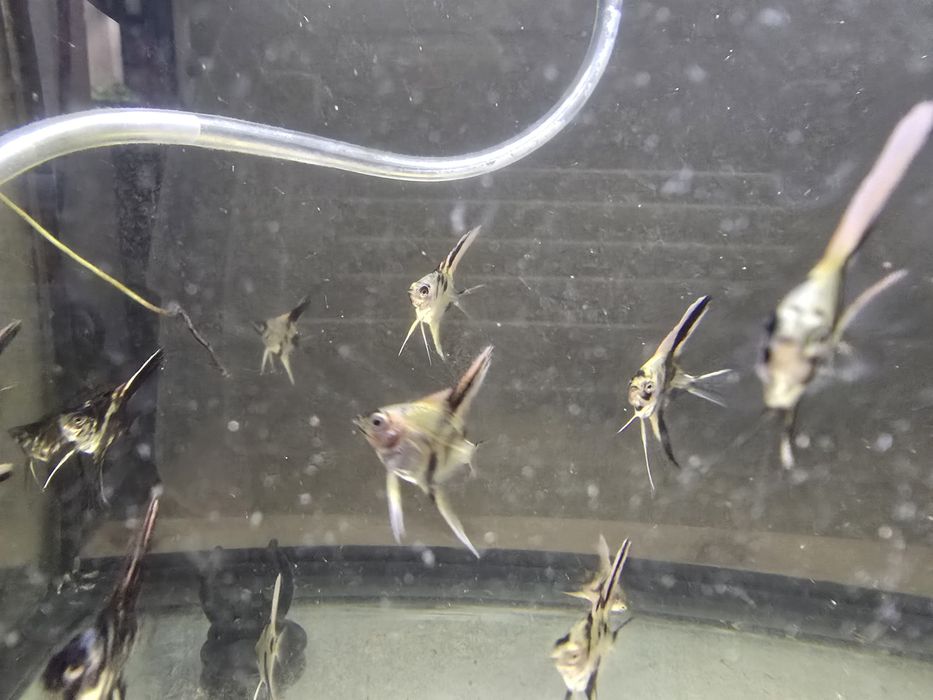 Escalares Marmore (Pterophyllum scalare) – Juvenis disponíveis!