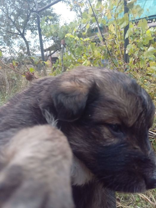 Отдам ДАРОМ!ЧУДЕСНЫЕ ЩЕНЯТА-мальчики,преданные сторожевые собаки!