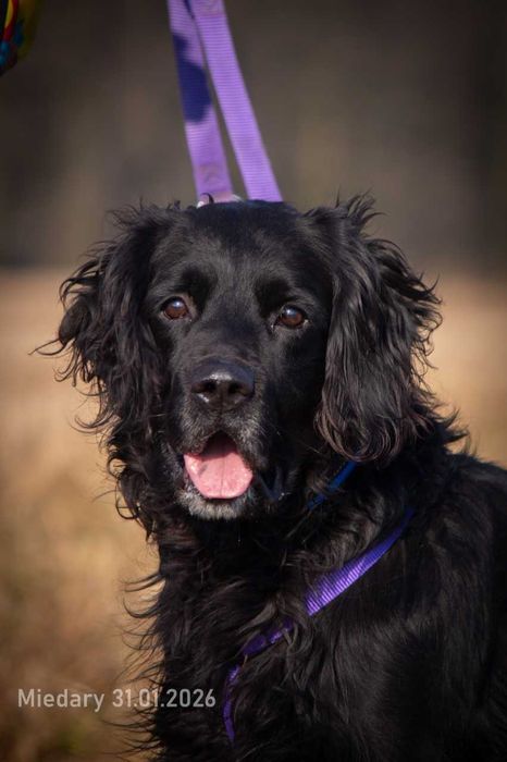 Zojek piękny pies w typie Flat Coated Retriever ADOPCJA