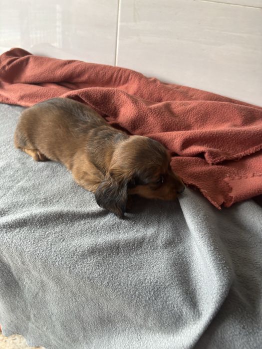 Teckel femea miniatura de pelo comprido