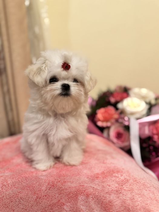 Maltańczyk malutka suczka ZKwP FCI