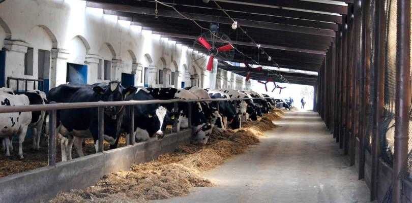 Wentylator MultiFan, dedykowany do obory, chlewni, kurnika. Mieszacz