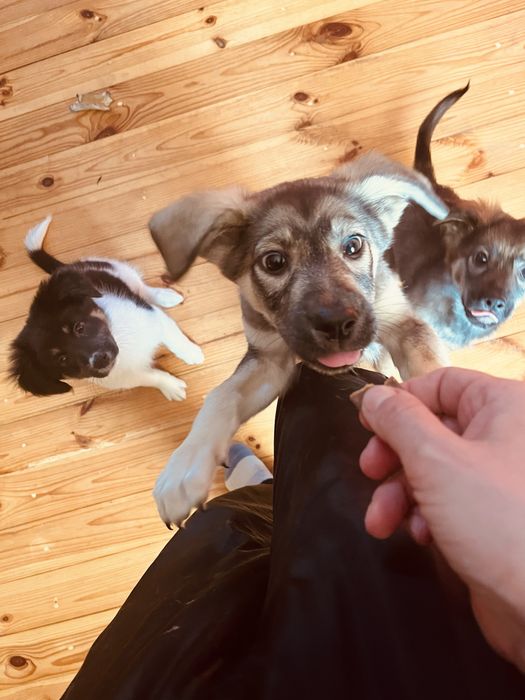 Сірко шукає найкращу родину в світі!