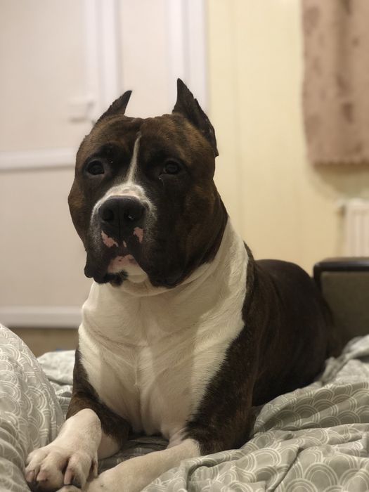 Хлопчик, амстаф, вʼязка