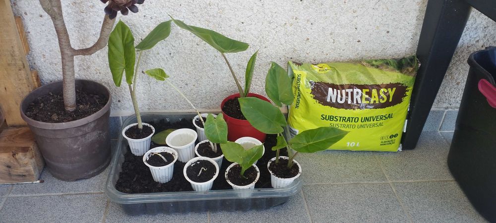 planta Alocácia orelha de elefante