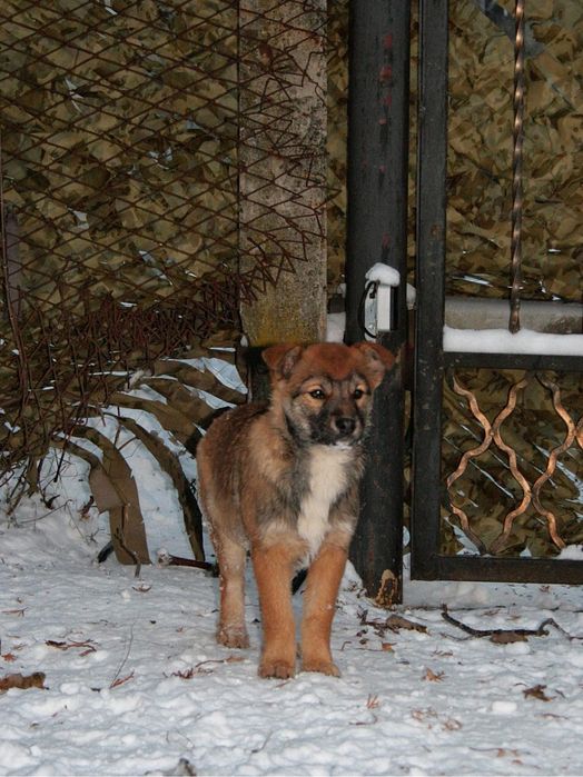 Цуцики у найкращі ручки