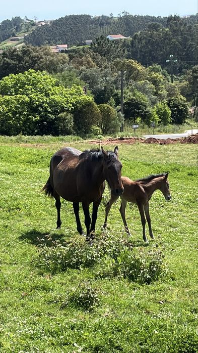 Egua afilhada poldra PSL