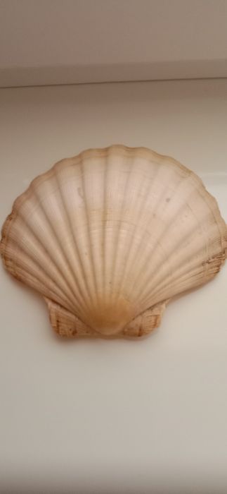 Ракушки Морские. Разные.