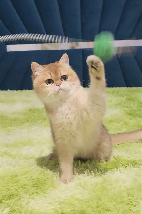 Шикарний малюк шотландський хлопчик золота шиншила