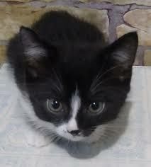 кошенята, віддам за шоколадку