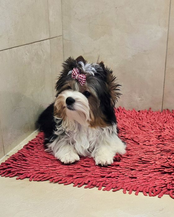 Malutki piesek BIEWER Yorkshire Terrier  Do odbioru Yorki