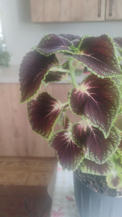 Koleus Blumego sprzedam sadzonki