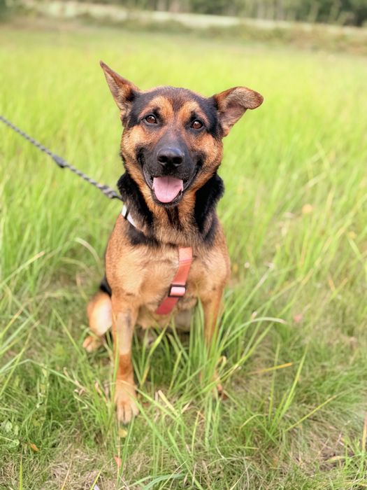 Cudowny Grześ  szuka domu!