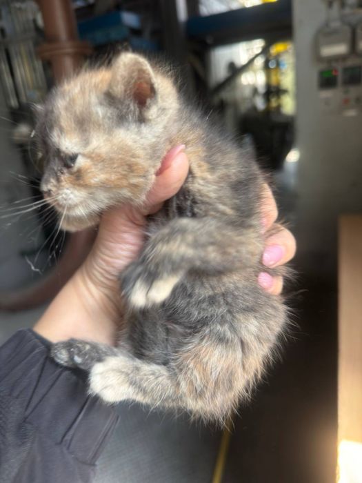 Віддаю котеня в добрі руки
