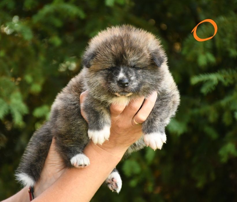 Akita suczka FCI
